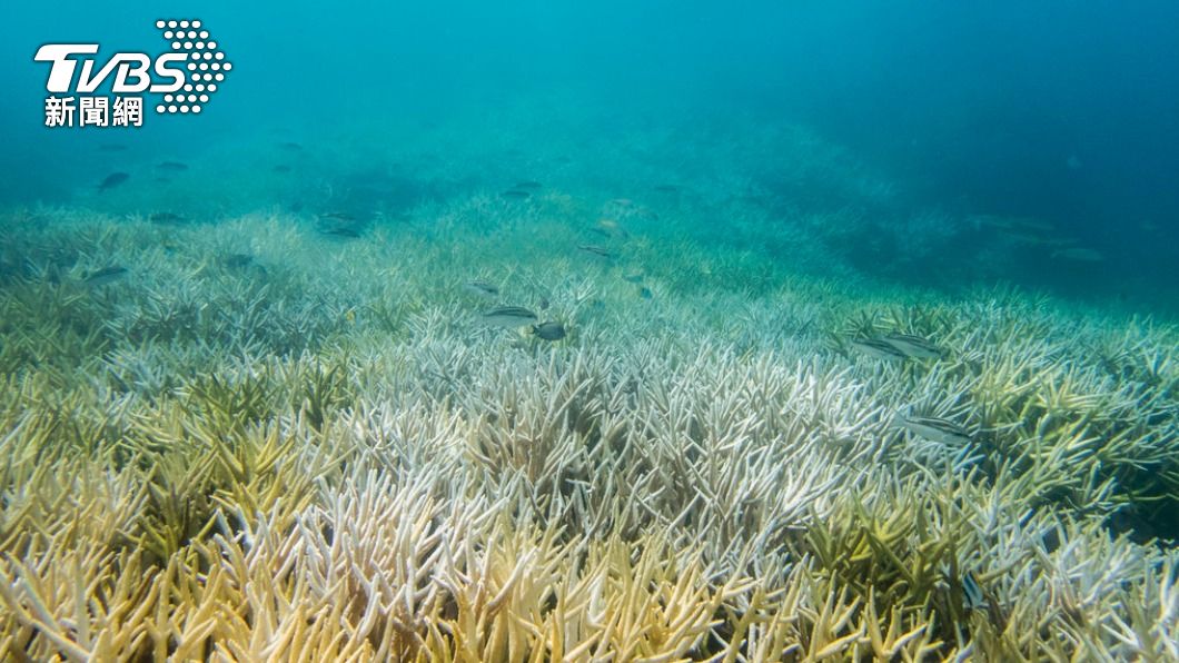全球珊瑚陷生態浩劫 專家:30年來第4次大規模白化