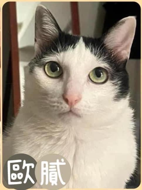 貓咪歐膩仍未被找到。(圖/翻攝自臉書)