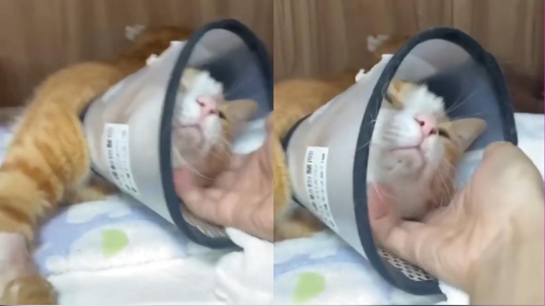 康老師的貓「康貓咪」目前精神、食慾都很好。(圖/翻攝自高橋動物醫院臉書)