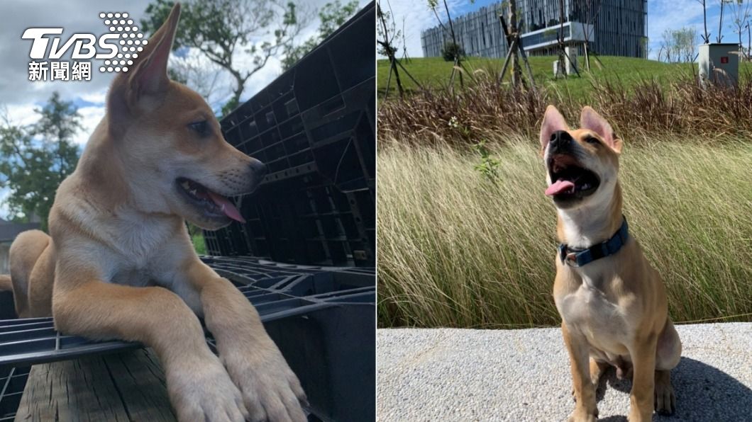 集敏捷聰慧一身!台灣本土警犬「Jaguar」將成偵爆菁英