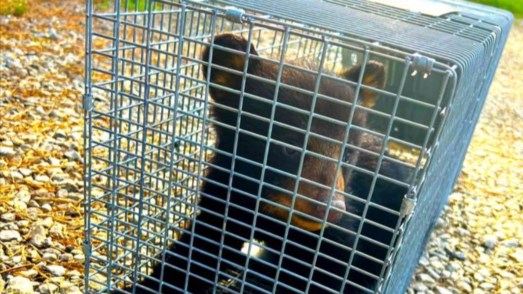 落單的小熊被動保人員帶回動物康復中心照料。（圖／翻攝自Facebook@NC Wildlife Resources Commission）