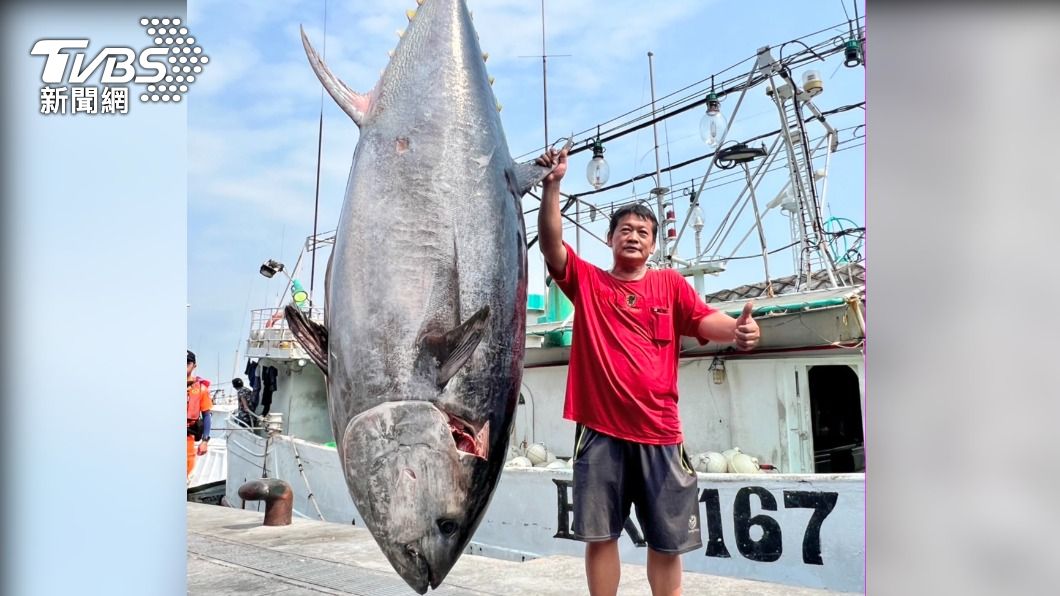 屏東第一鮪真身曝光!目測超過250kg 船長爽喊:像中樂透