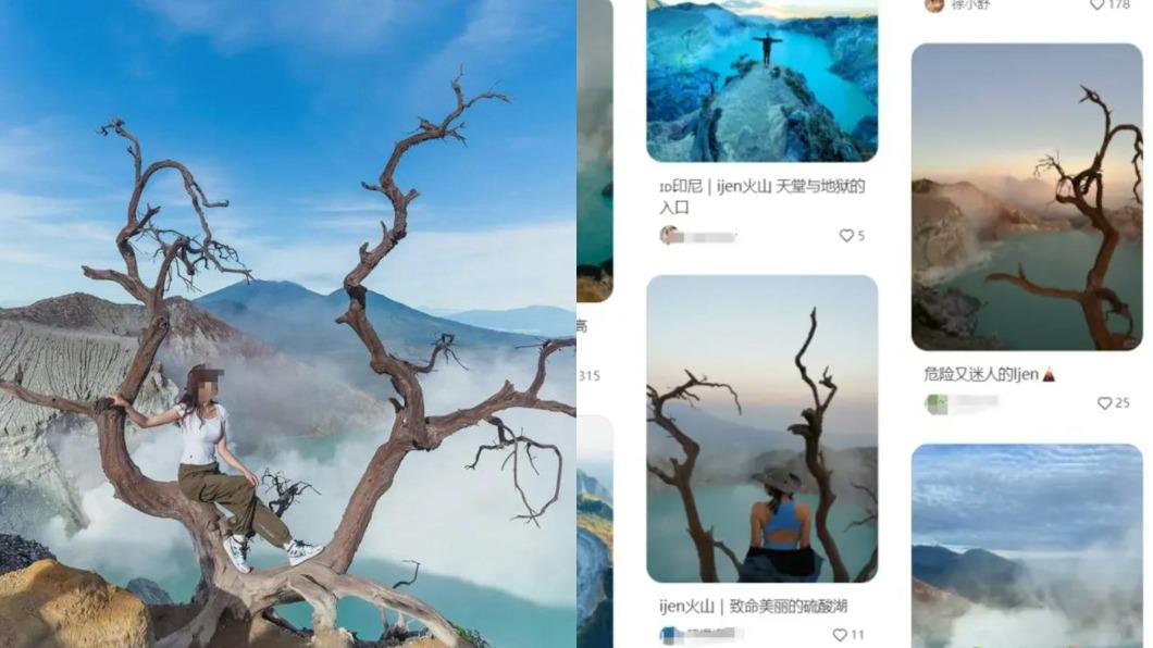 伊真火山的網紅樹。(圖/翻攝自網路)