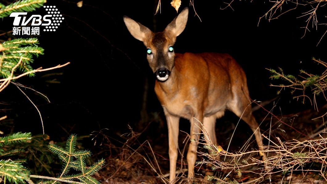 屍速列車真上演？美2獵人誤食「殭屍鹿肉」　發狂亂攻擊1月後死亡