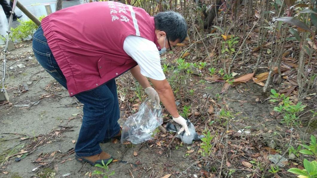 新北市公園近日來發現2具鴿子屍體,一度以為是遭人虐殺,動保員到場調查。(圖/新北市動保處)