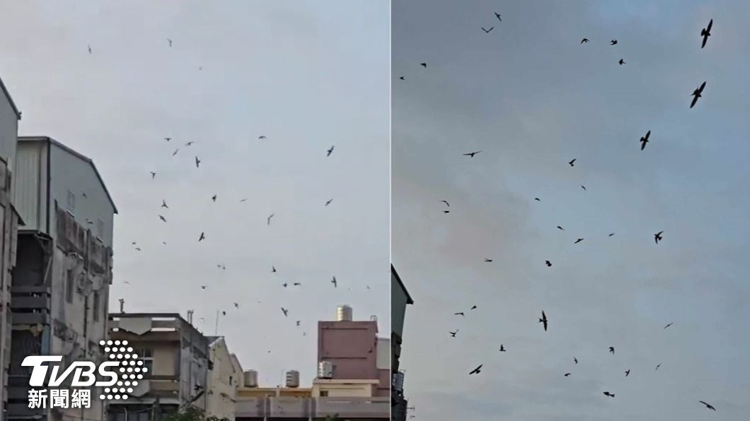 天空聚集多隻鳥類,不斷繞圈徘徊。(圖/林先生授權提供)