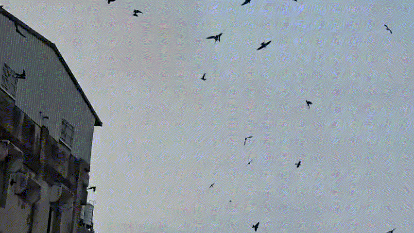 鳥不斷聚集在空中。(圖/林先生授權提供)