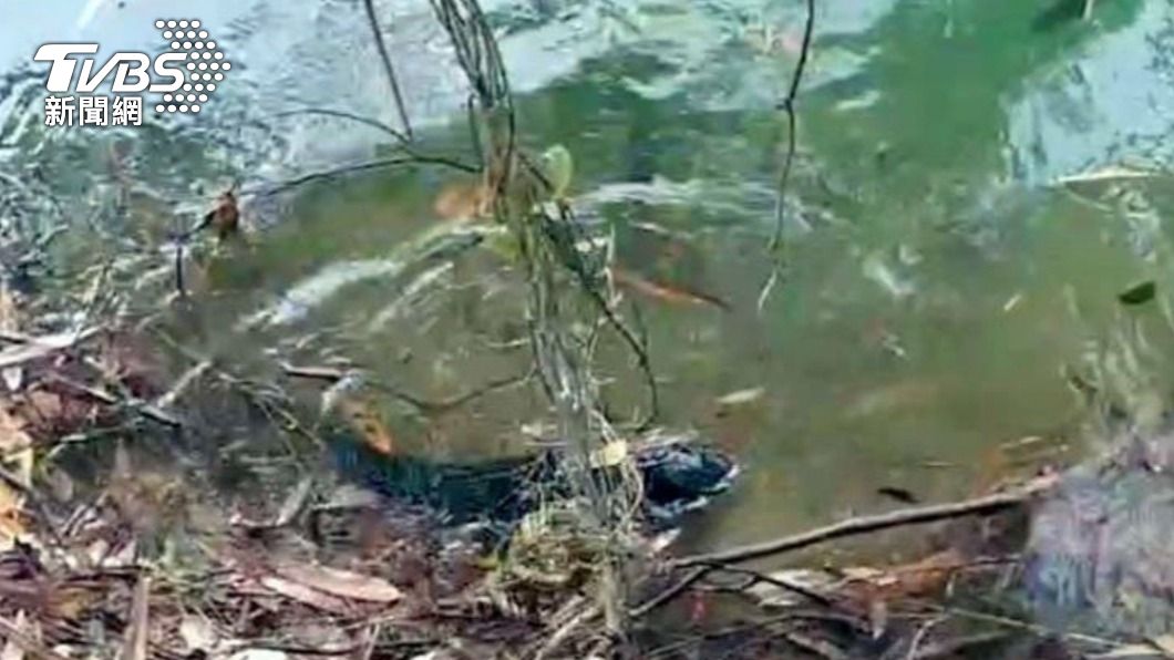 日月潭除虎不停歇 4條抱卵母魚虎難逃被雙殺