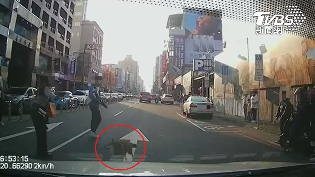 柴犬險些往男駕駛的車頭奔來。(圖/TVBS、當事民眾授權使用)