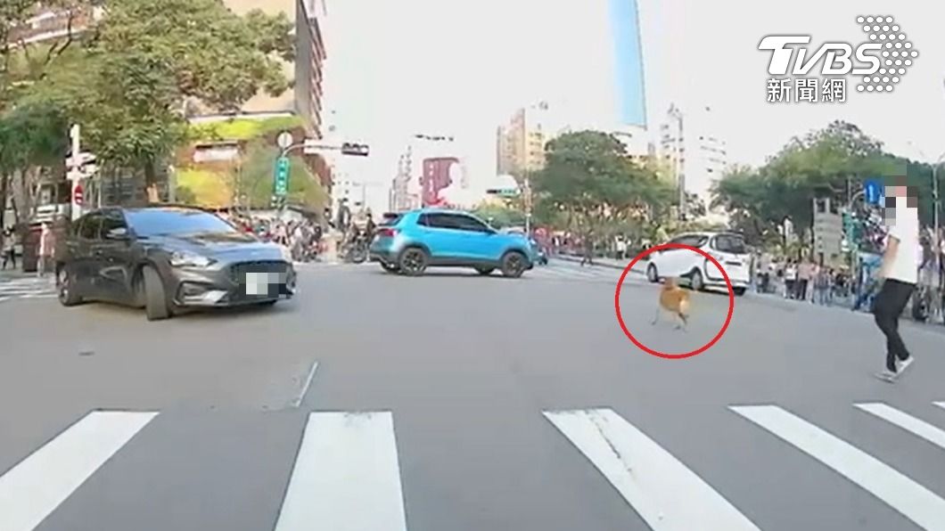 獨/台中「爆走柴犬」!路中狂吠5分鐘駕駛不敢動 警方說話了