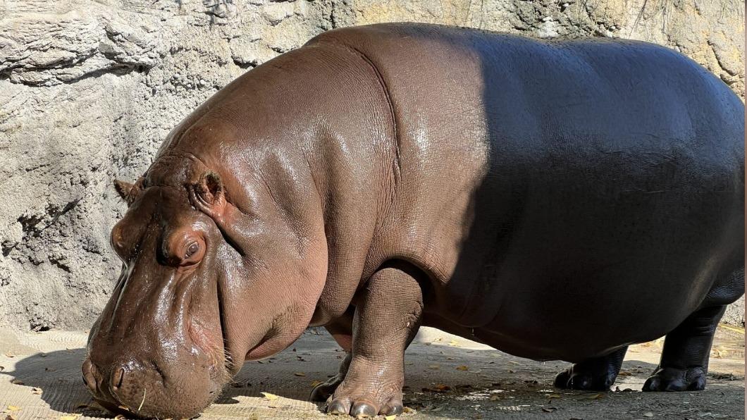 日本「俊美公河馬」人氣超旺!動物園養7年驚喊:是母的