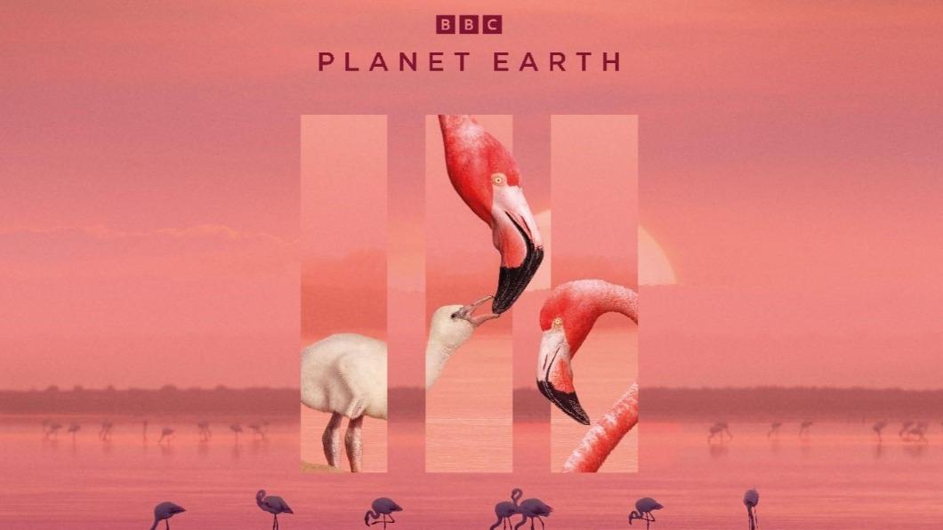 TVBS與BBC Earth合作生態紀錄片(圖/BBC Earth)