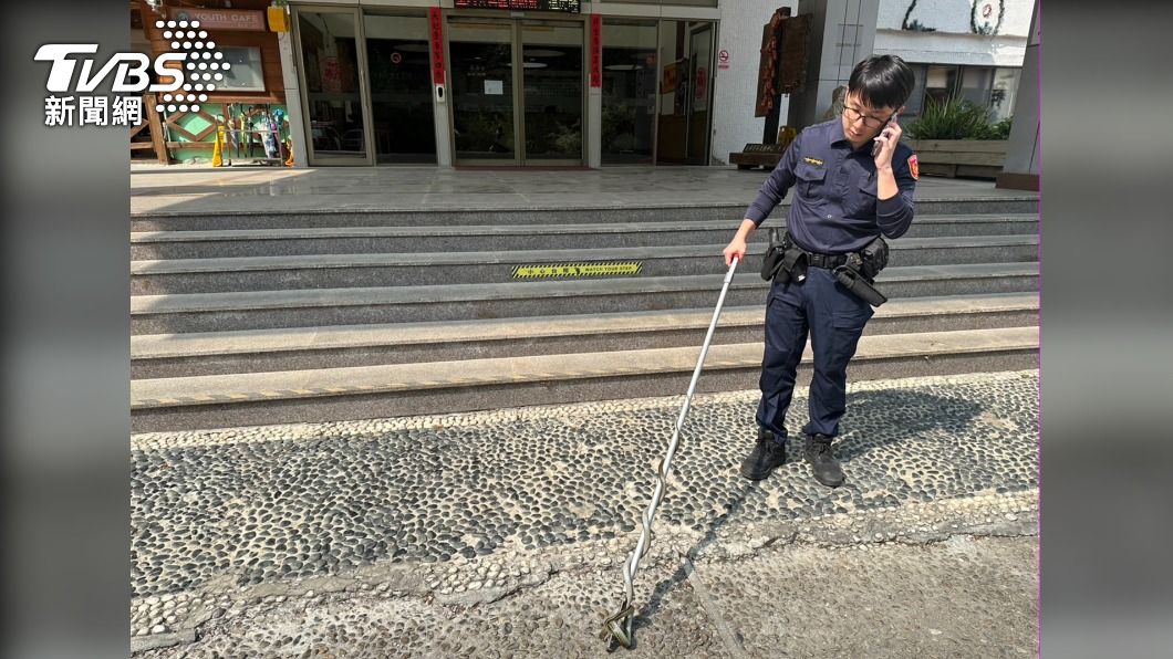 震後蛇出沒!花蓮警超淡定 一手電話一手捕獲2公尺長蛇