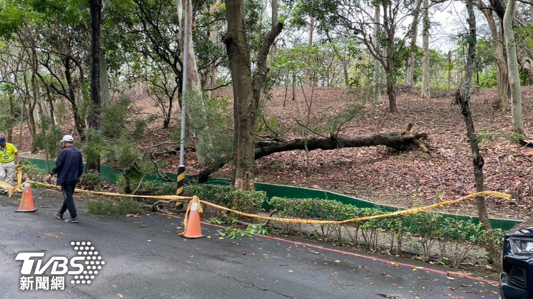 快訊/豪雨狂炸高雄!澄清湖路樹倒塌 路過民眾遭重壓砸頭亡