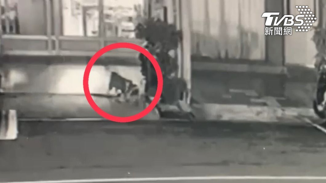 愛犬自行開門偷跑外出溜達。(圖/TVBS)