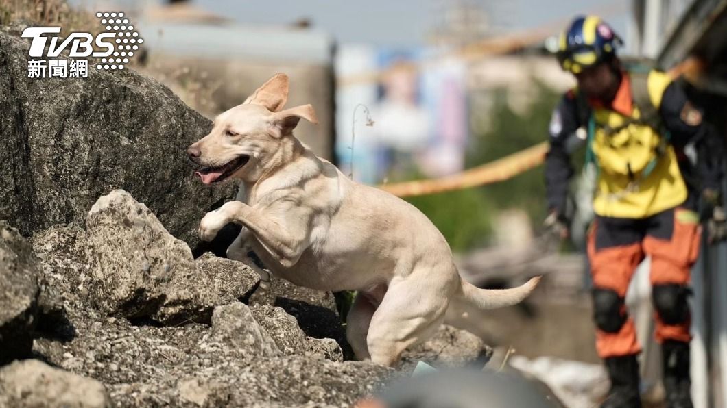 任務結束!新北搜救犬「木蘭」癌逝 領犬員淚成瀑布:永遠驕傲