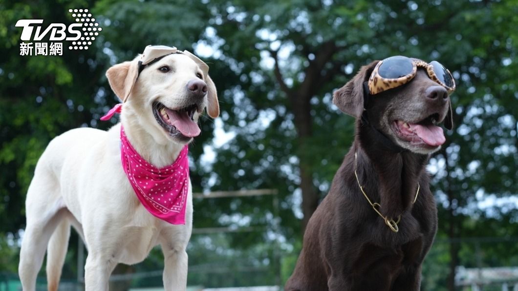新北市搜救犬「木蘭」（左），曾英勇執行過許多任務。（圖／中央社）