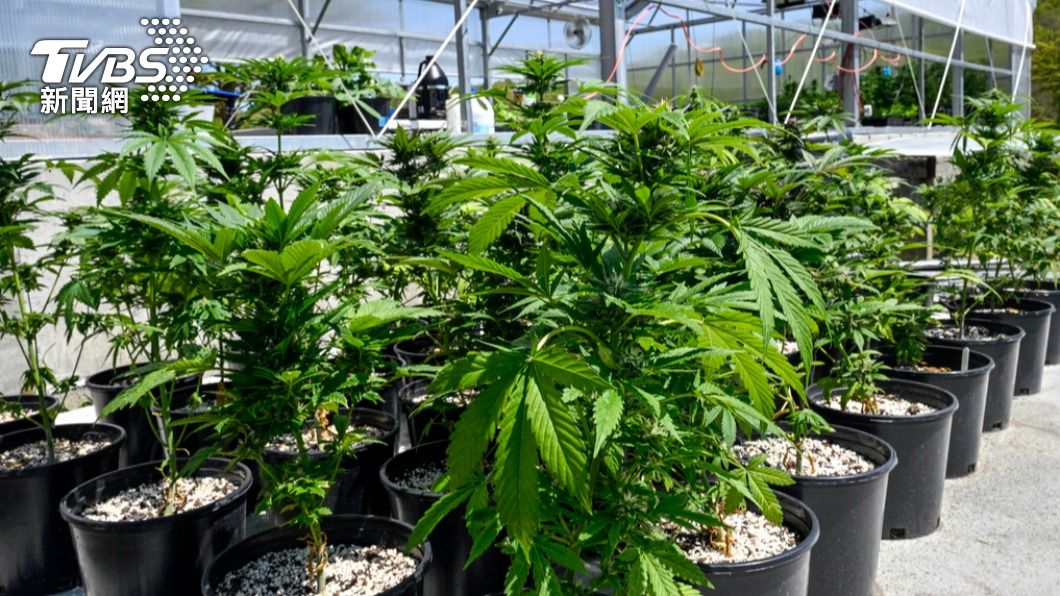 美國擬「降低」大麻毒品分級 大麻產業類股應聲上漲