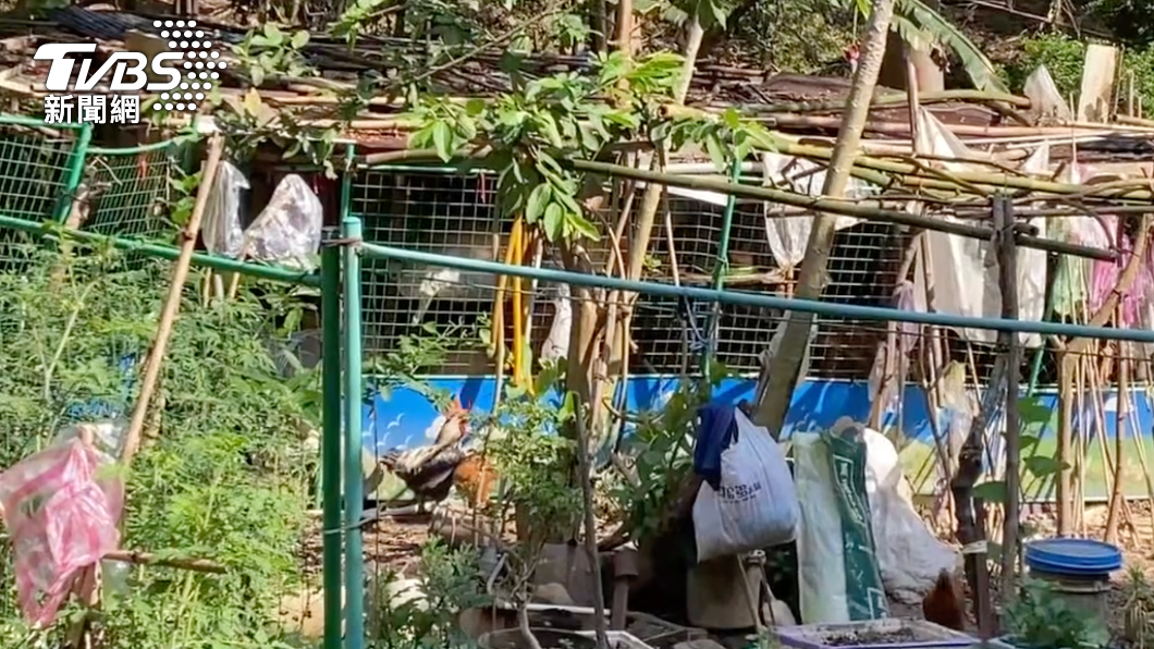 台北市區裡養雞每天凌晨4點狂啼!居民驚醒超崩潰 里長也無奈