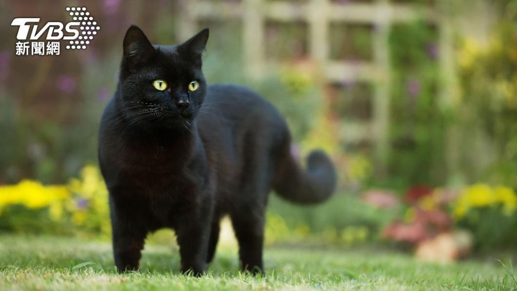 貓糧食安危機?獸醫曝挑飼料「2重點」:自主鮮食最安全