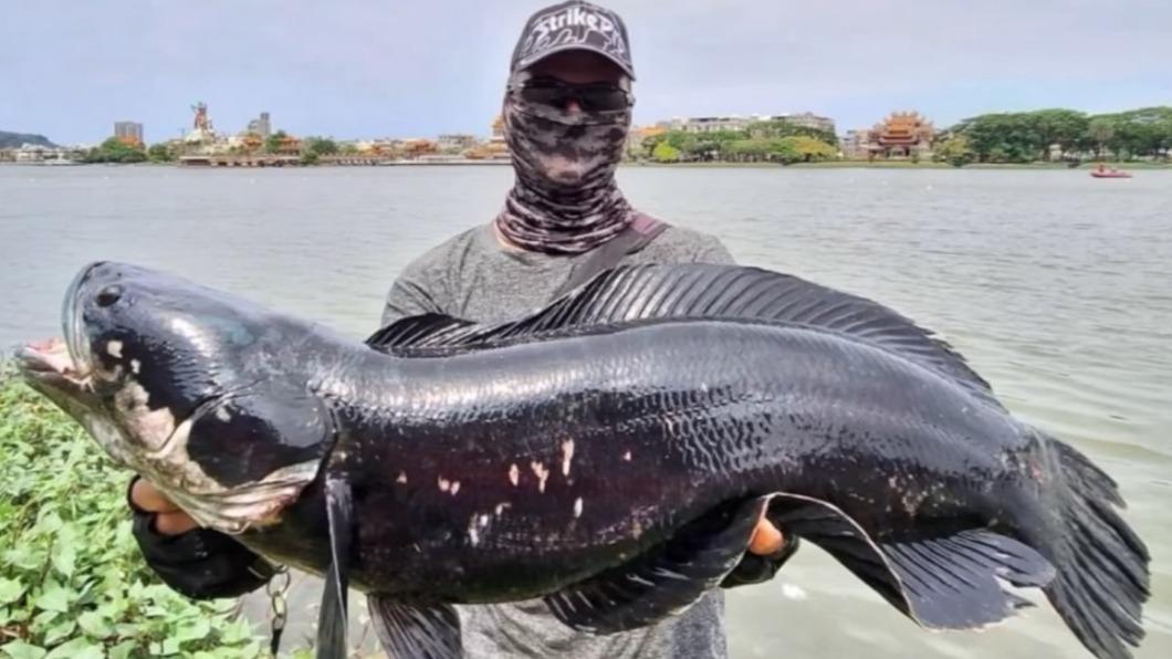 蓮池潭驚見83cm魚虎!他搏鬥10分鐘才釣起 釣客直呼超罕見