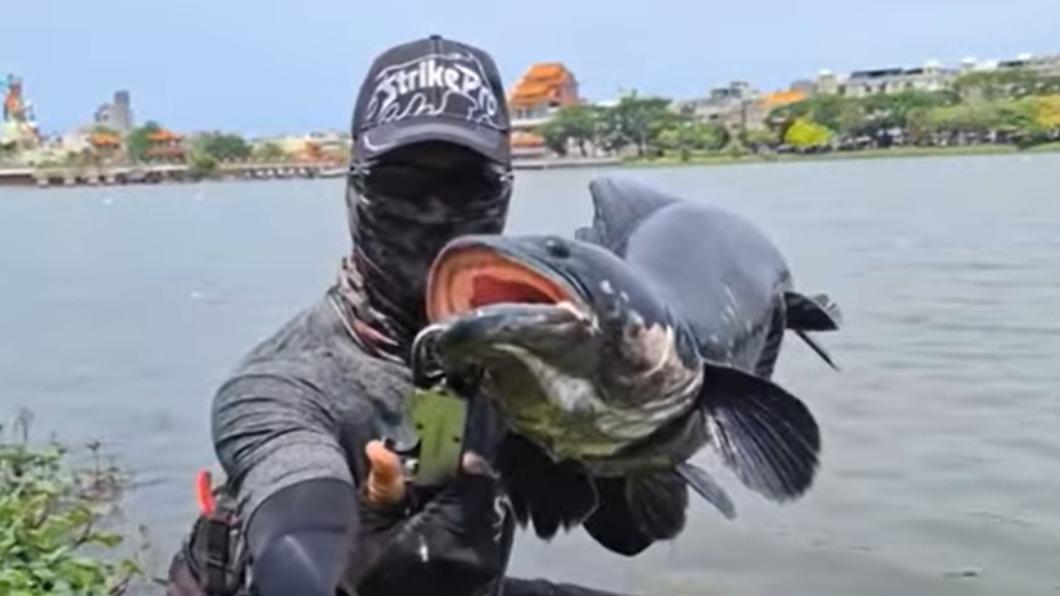 有釣友表示,蓮池潭出現這種體型的魚虎實屬罕見。(圖/林姓釣友提供)