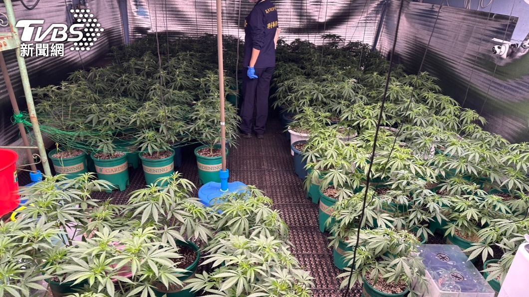 高雄民宅藏開心農場!2偽青農網購大麻種子 警攻堅搬走106株