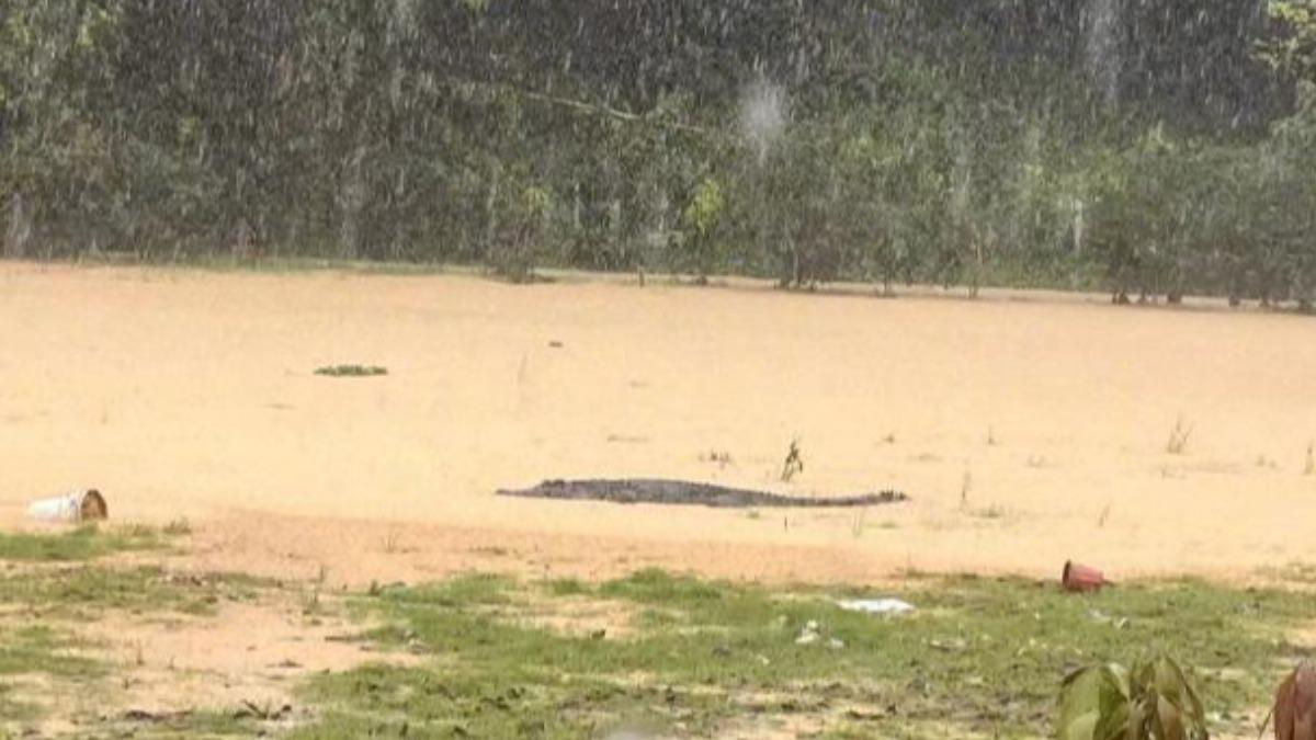 廣東暴雨狂下淹大水！4鱷魚「逃離游上街」　官方急籲居民別出門