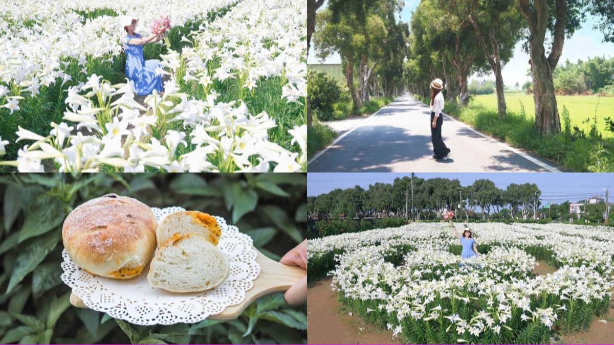 50元就能拍到爽!桃園觀音「純白百合花海」 周邊景點一次看
