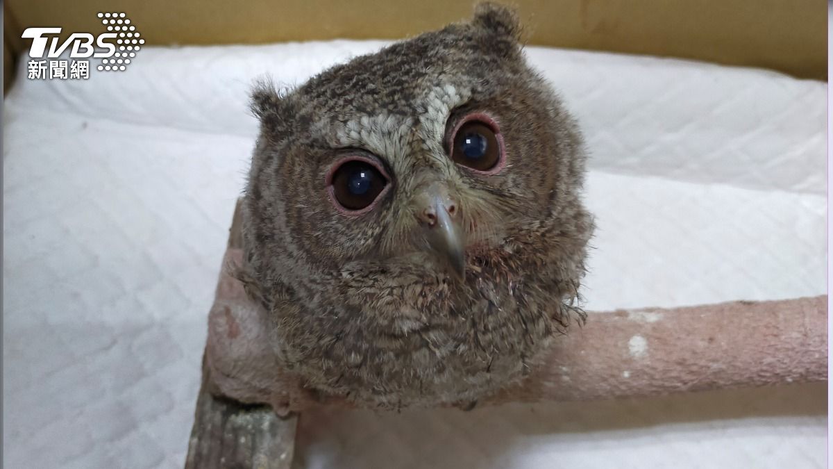 領角鴞幼鳥練飛「撞頭」眼角膜破損 康復後水汪汪大眼超萌