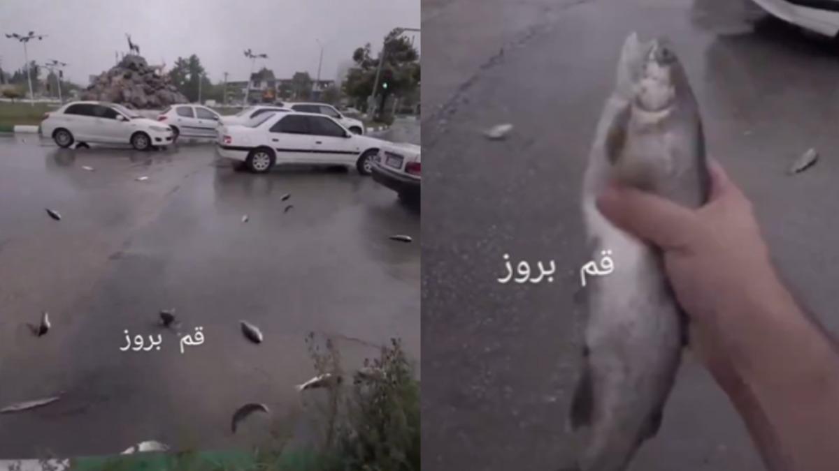 伊朗「天降魚雨」!活魚彈跳亂交通 網:以色列不射彈改射魚