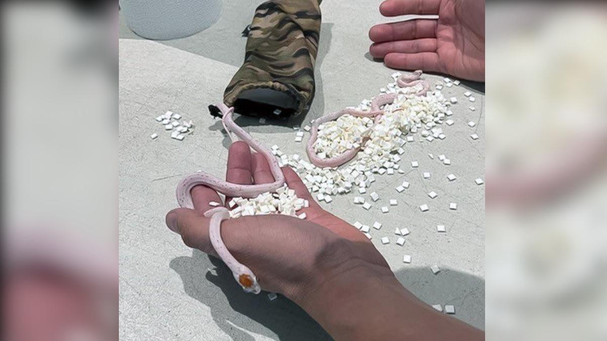想翻拍《飛機上有蛇》?男過海關「下體狂扭動」 褲內竟藏一袋蛇