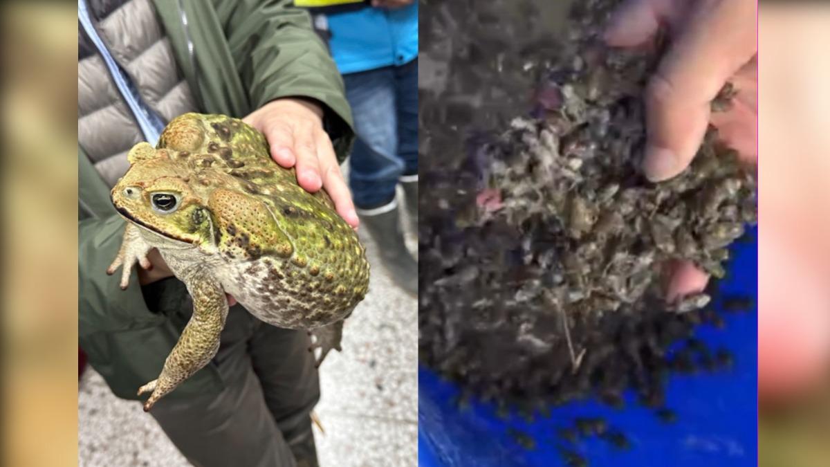 有片／密集恐懼慎入！海蟾蜍大軍肆虐南投鳥嘴潭　1夜狂抓3萬隻