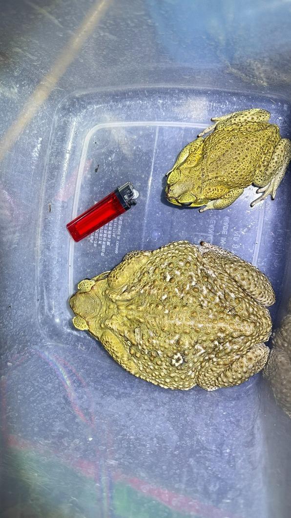 海蟾蜍母成娃。(圖/中水分署鳥嘴潭湖區工務所提供)