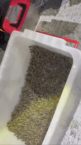 海蟾蜍萬頭竄動令人頭皮發麻。(圖/中水分署鳥嘴潭湖區工務所提供)
