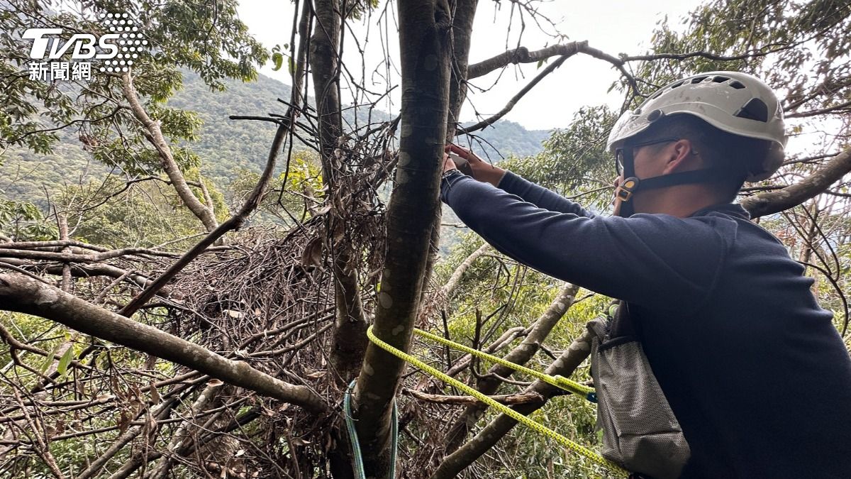 大雪山發現台灣黑熊青剛櫟樹築4窩 攀登谷關七雄帶熊鈴