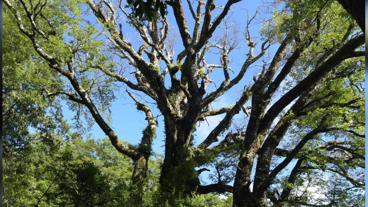 插天山自然保留區調查 新增記錄百種以上植物