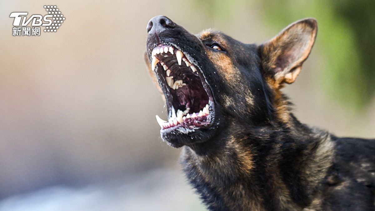 南韓誤傳「70猛犬逃脫」急發災難簡訊 竟只是2隻小狗