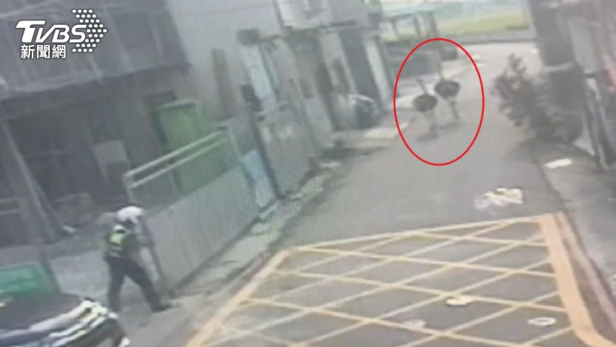 員警尾隨兩隻鴕鳥。（圖／TVBS）