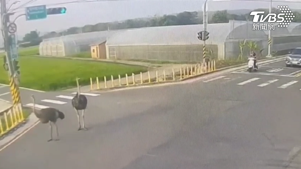 放飛自我?台中2鴕鳥逛大街還過馬路 警傻眼原地趕鳥