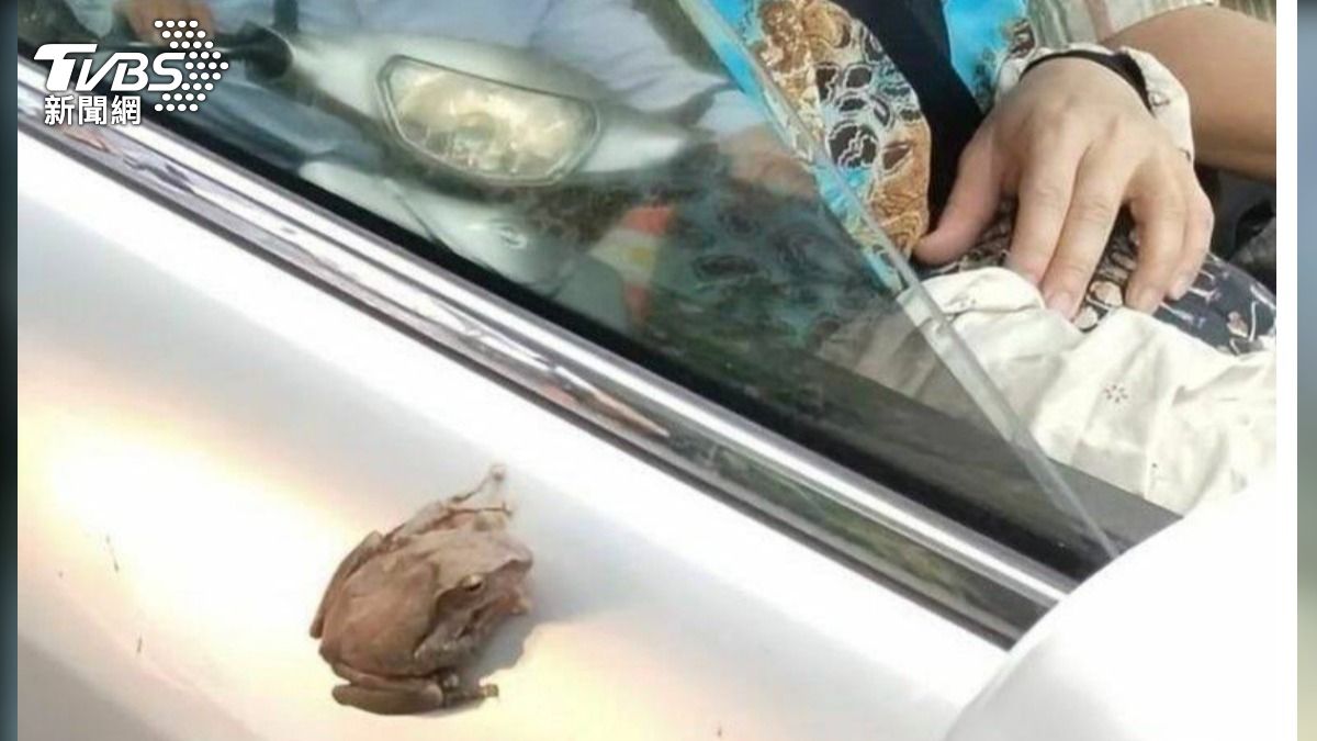 飆風樹蛙！膨大腳趾吸車門 搭霸王車10公里沒被甩