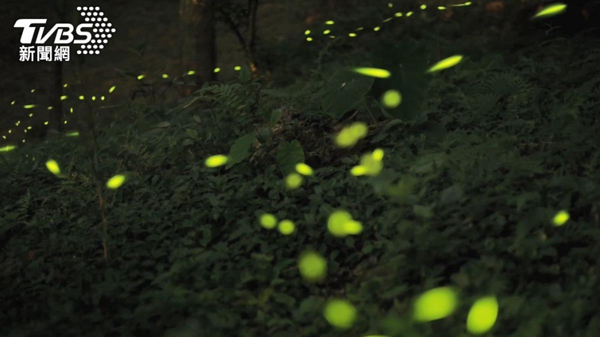 猶如銀河超夢幻!網推6大「賞螢秘境」 一秒踏入電影場景