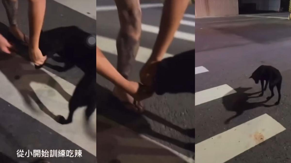彰化男強餵狗吃辣椒！「辯從小訓練」全網火大　動防所將重罰