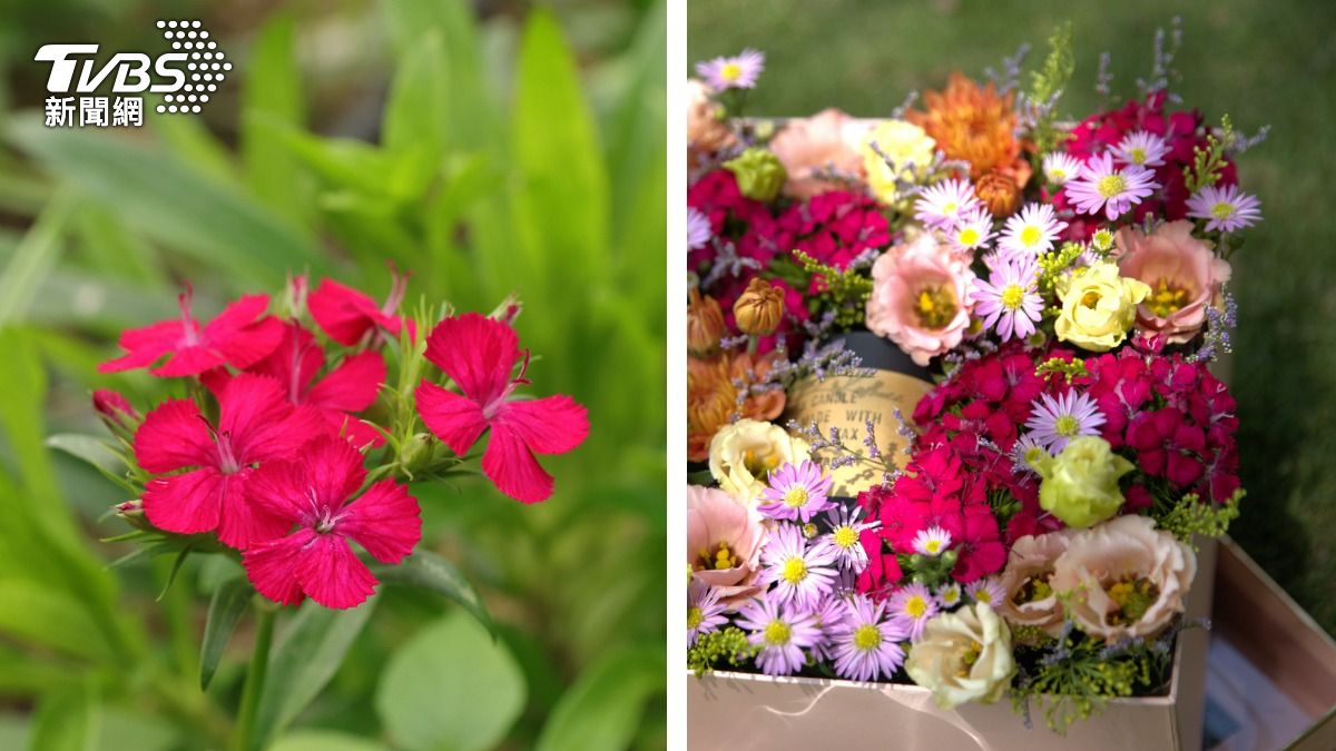 母親節不只康乃馨!耐熱不退色 新花神「仲夏瓔珞」綻放
