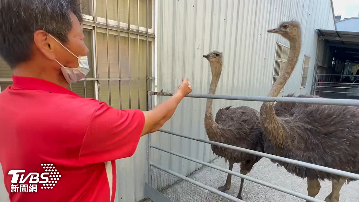 兩隻鴕鳥台中逛大街「涉妨害交通」 飼主吞罰單還得付捕捉費