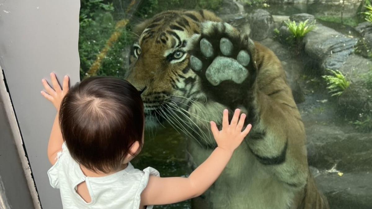 馬來虎木柵動物園亮相 好奇Shima「趴玻璃」與小朋友大眼瞪小眼