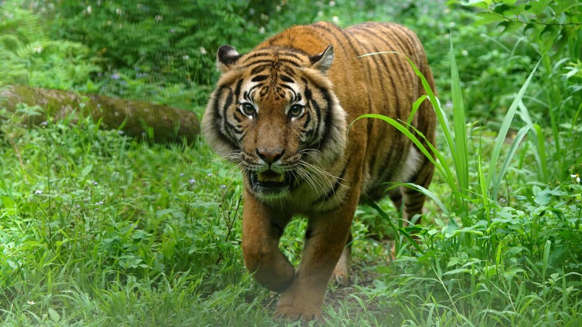 來自法國的「Shima」和「Serikin」開始和大家見面了。(圖/台北市立動物園提供)