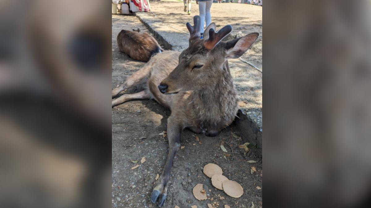 奈良鹿被寵壞?「仙貝灑滿地」不屑吃 飼料沒價值:和紙一樣