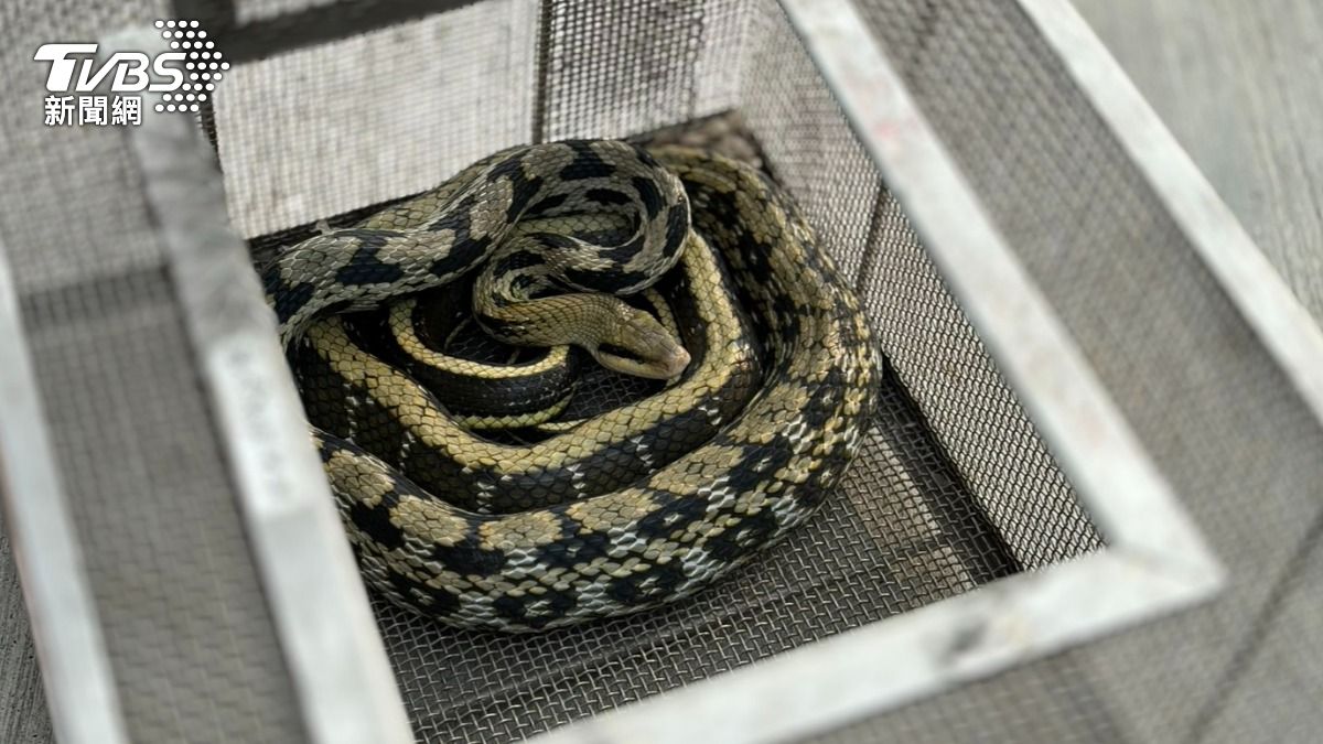 獨／嚇爛！近2米「黑眉錦蛇」躺幼兒園走廊　師長急封鎖教室