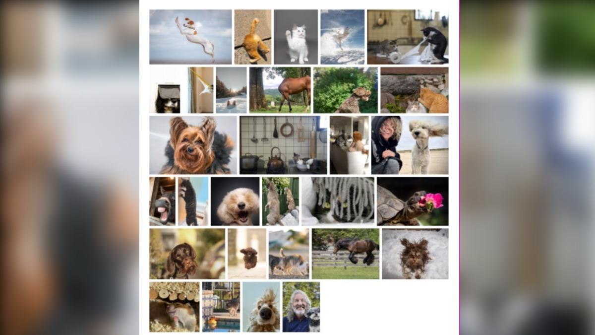 入圍「搞笑寵物攝影獎」的30張照片。（圖／翻攝自Comedy Pet Photo Awards）